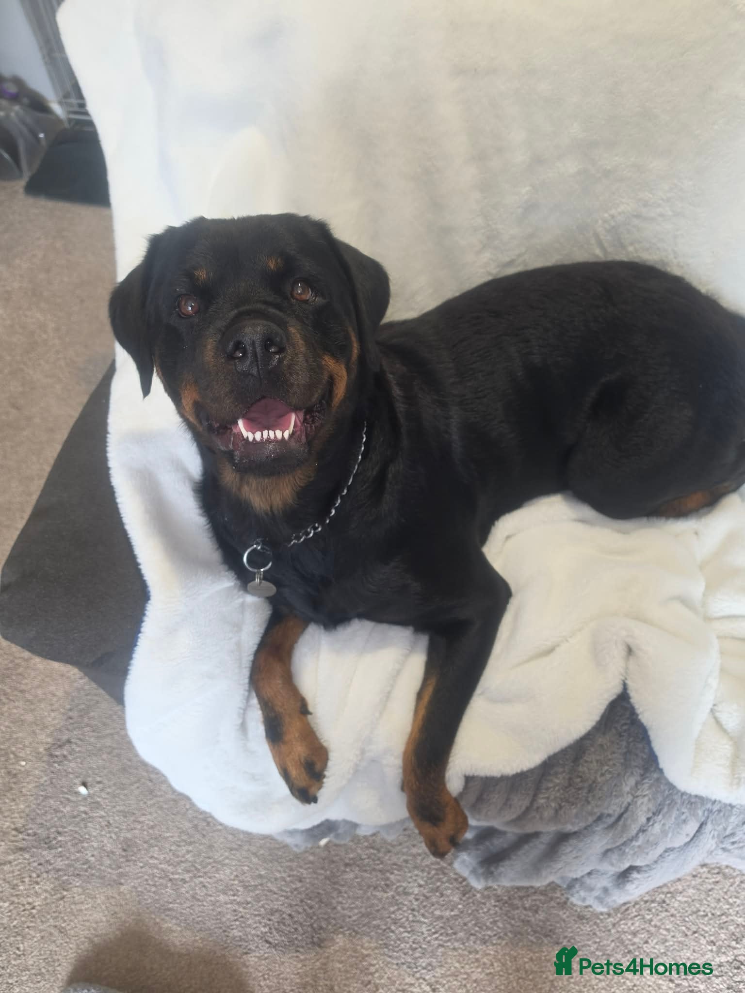 Rottweiler dogs Rottweiler puppies  READY TO GO  - Advert 1