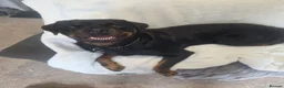 Rottweiler dogs for sale: Rottweiler puppies  READY TO GO  in Newcastle upon Tyne - Advert 1