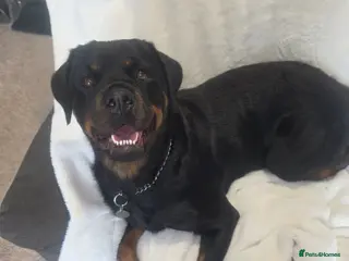 Rottweiler dogs Rottweiler puppies READY TO GO - Advert 1
