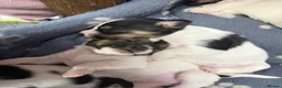 Mixed Breed dogs for sale: Jack Russell Puppies  in Ascot - Advert 10