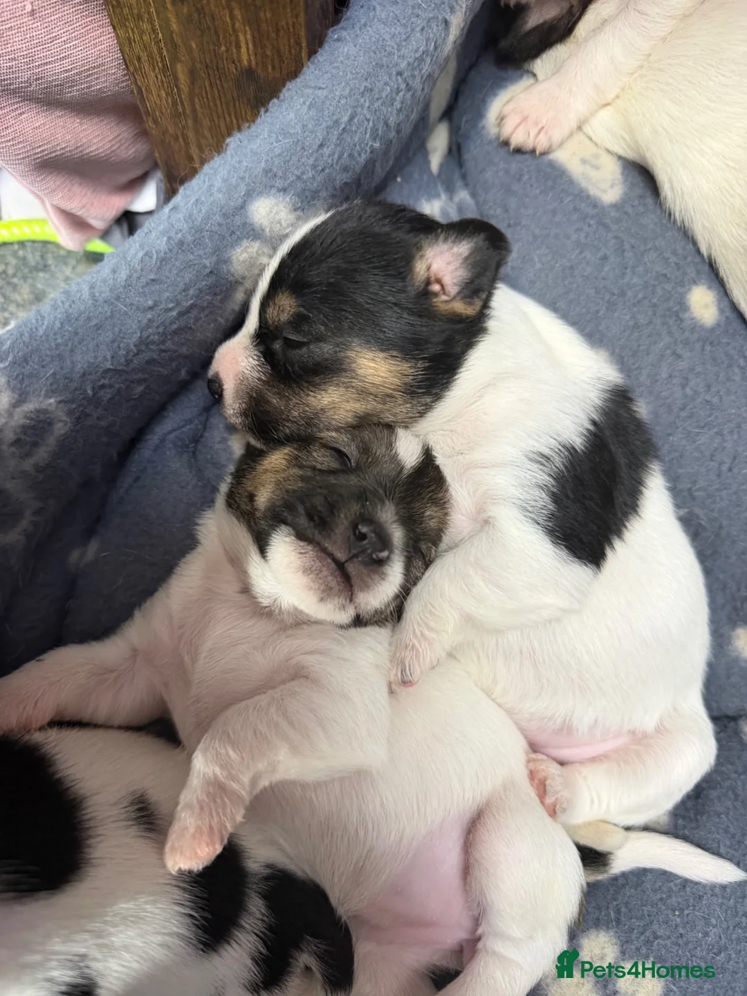 Mixed Breed dogs for sale: Jack Russell Puppies  in Ascot - Advert 10