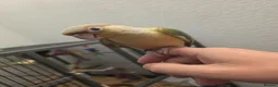 Conures birds for sale: Handreared Tame Conures - Advert 13