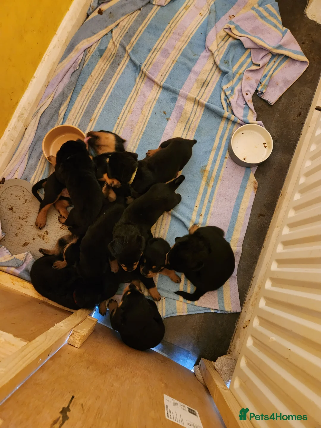 Rottweiler dogs for sale: Red puppy rottweiler  in Basingstoke - Advert 2