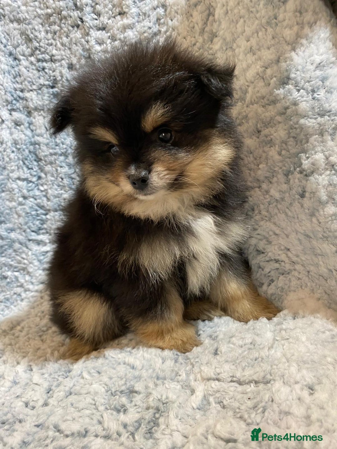 Pomeranian dogs for sale: Ready to leave Pomeranian puppies  - Image 3
