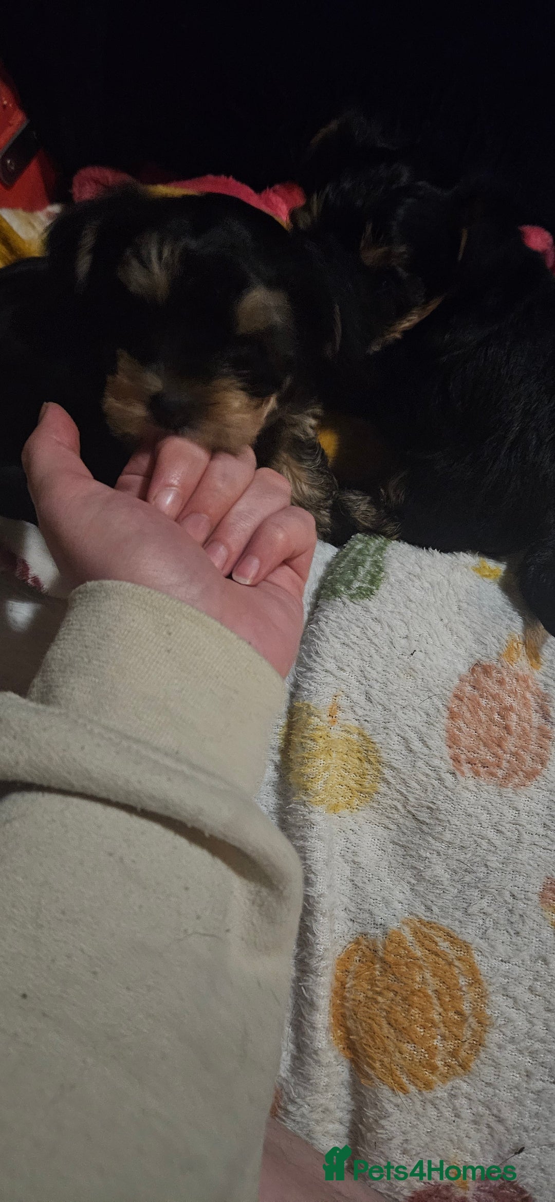 Mixed Breed dogs for sale:  **  yorkshire x full sized yorkshire terrier - Advert 5