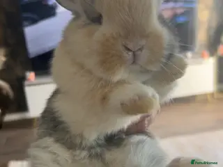 Mixed Breed rabbits Beautiful giant French- mini lop babies🐰💕 - Advert 2