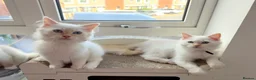 Ragdoll cats for sale: Pure Ragdolls ❤️ Vaccinated|Vet Checked|Chipped ✅ - Advert 4