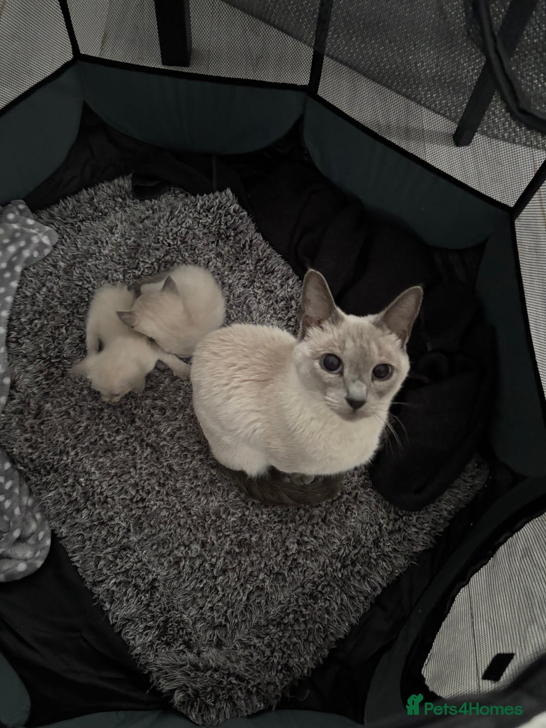 Siamese cats for sale: Lilac / Blue point Siamese  - Image 4