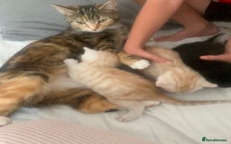 Domestic Shorthair cats for sale: White tabby males  - Image 2