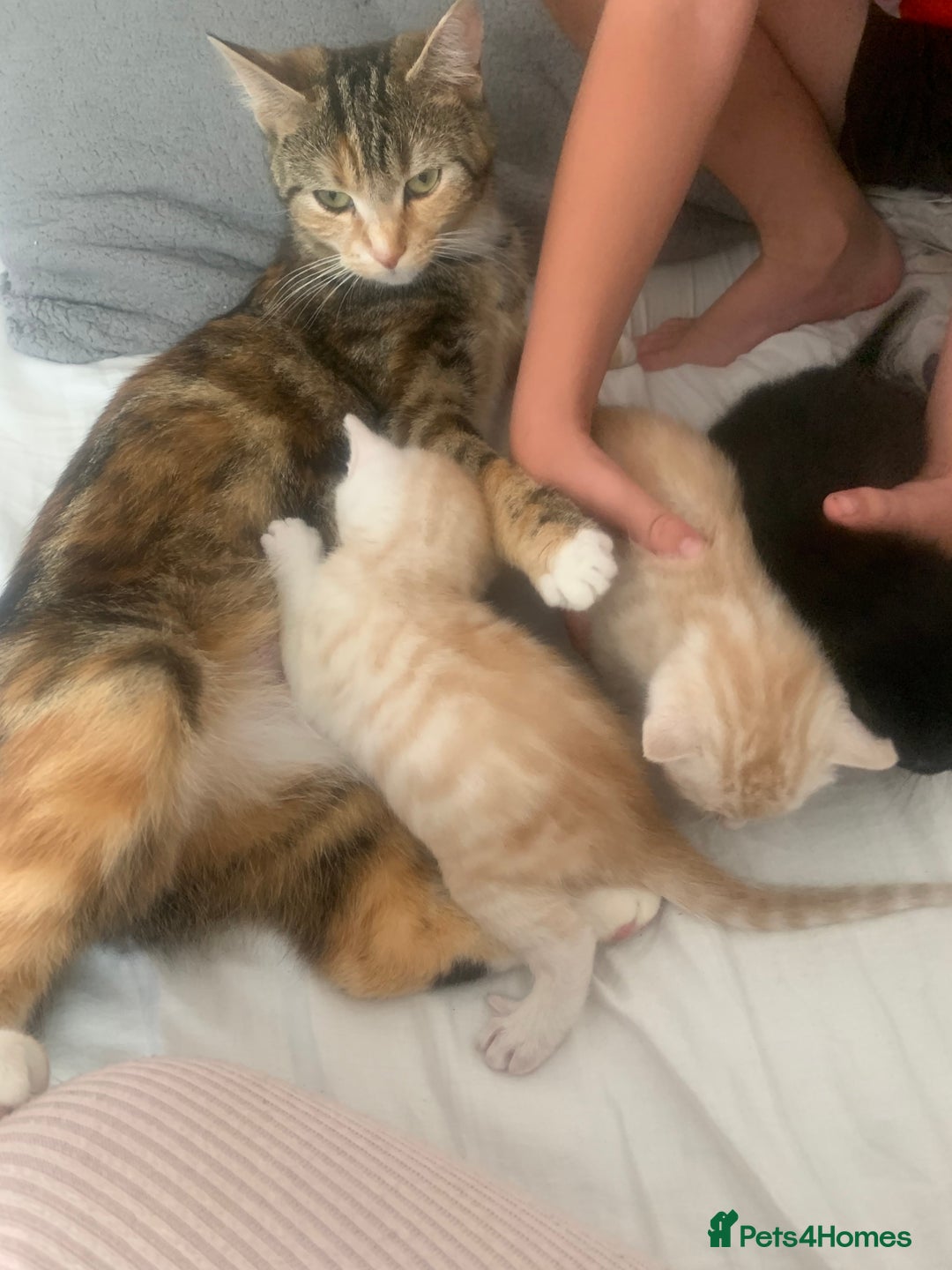 Domestic Shorthair cats for sale: White tabby males  - Image 2