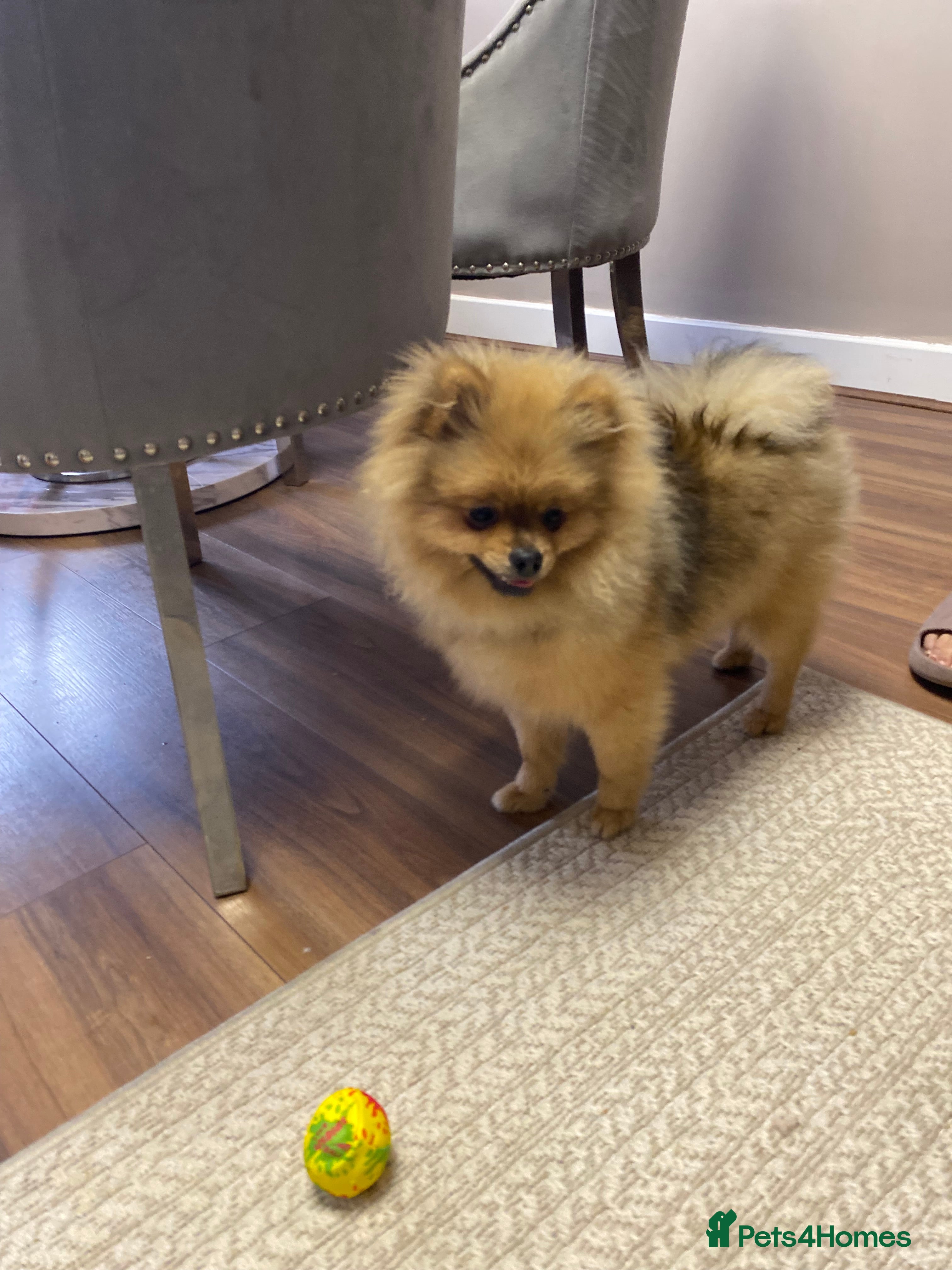 Pomeranian dogs Cute Pomeranian Puppy Looking for Loving Family - Advert 11