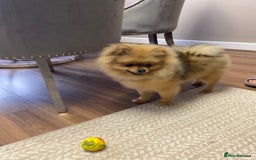 Pomeranian dogs for sale: Cute Pomeranian Puppy Looking for Loving Family - Advert 3