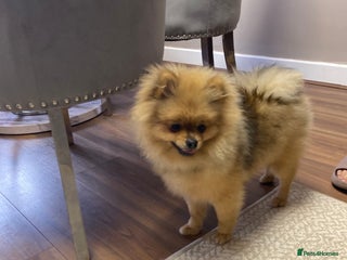 Pomeranian dogs Cute Pomeranian Puppy Looking for Loving Family - Advert 4