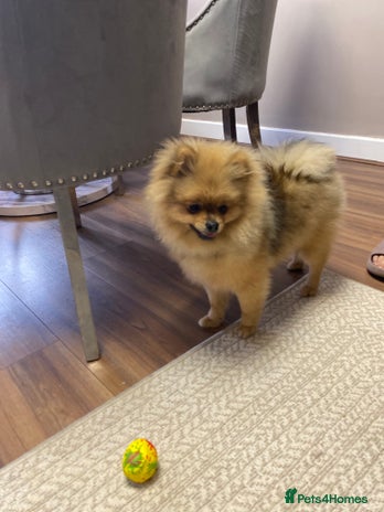 Pomeranian dogs Cute Pomeranian Puppy Looking for Loving Family - Advert 3