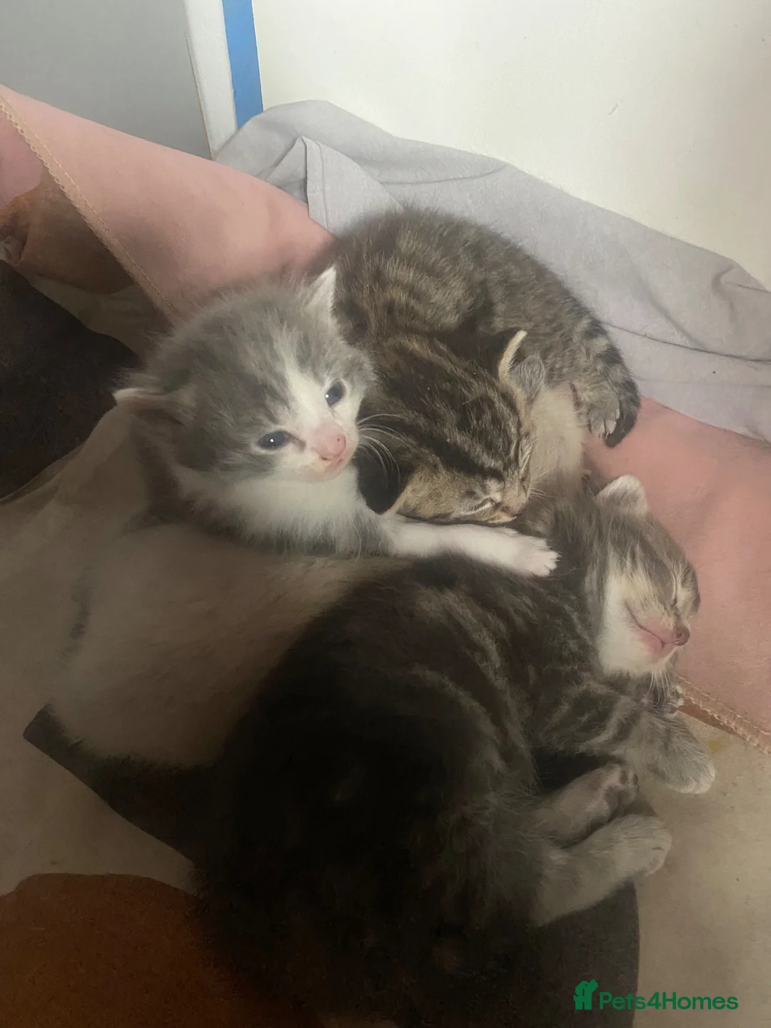 Mixed Breed cats for sale: Mixed breed kittens  - Advert 4