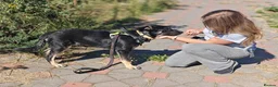 Mixed Breed dogs for adoption: 💙🐶 TOBIK – THE BEST PUPPY I EVER MET - Advert 7