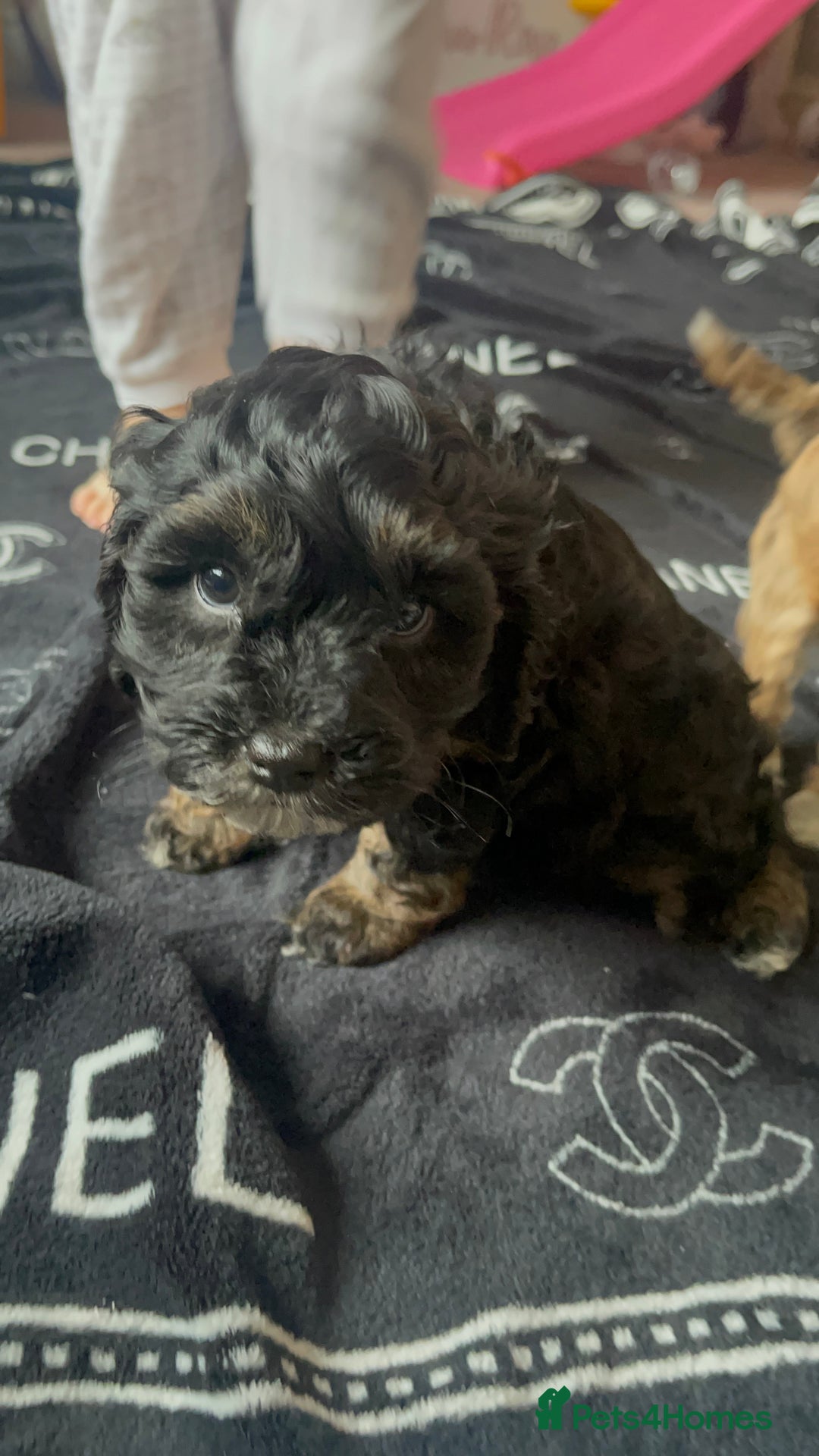 Cockapoo dogs for sale: 4 beautiful F1B Cockapoo puppies  - Image 3