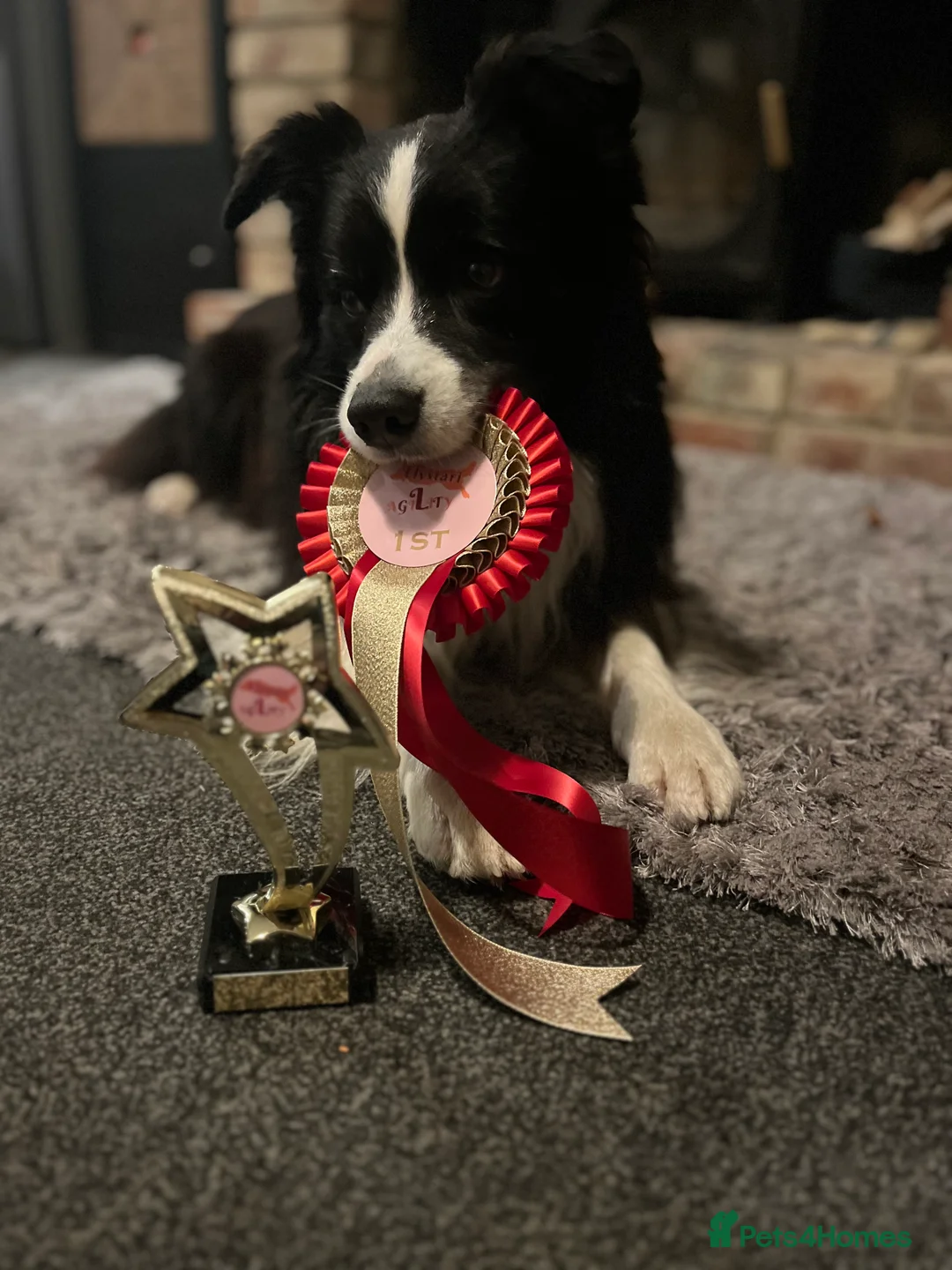 Border Collie dogs for stud:  Kc registered very successful show, agility dog - Advert 8