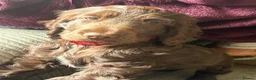Cocker Spaniel dogs for sale: 100%show cocker spaniel kc reg   - Advert 32