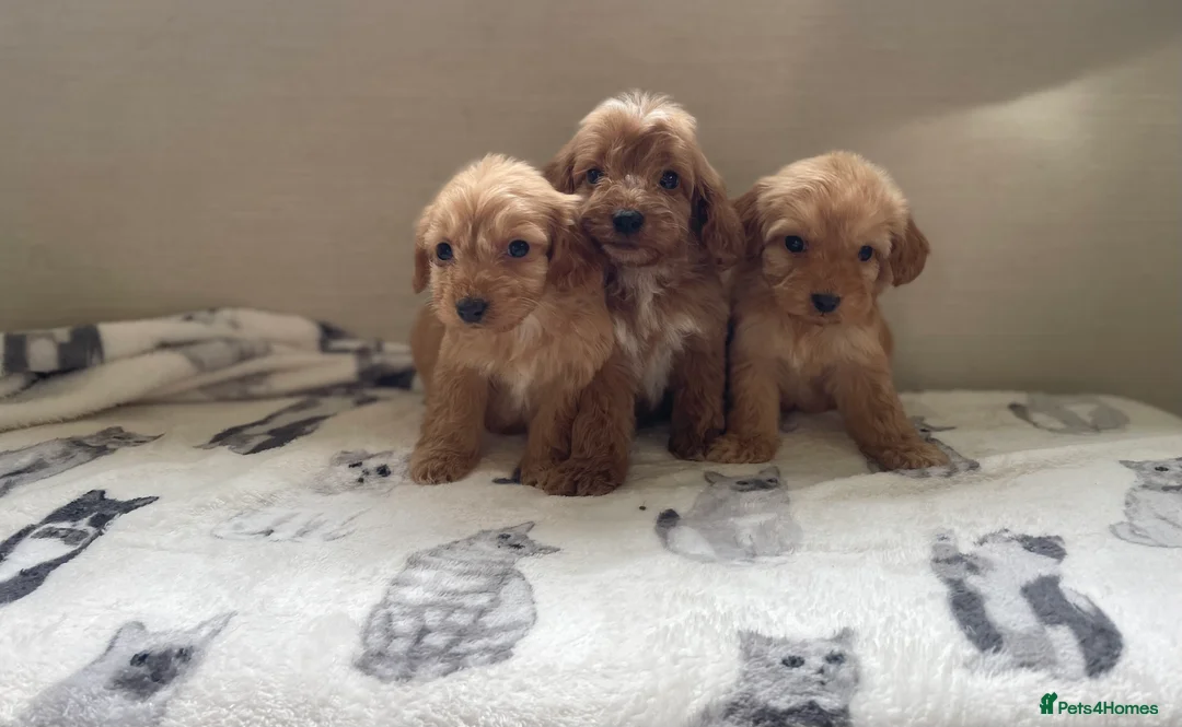 Cockapoo dogs for sale: Beautiful F1 cockapoos  - Advert 2