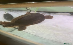 Turtle reptiles for sale: Fly river turtle need gone moving out - Image 3