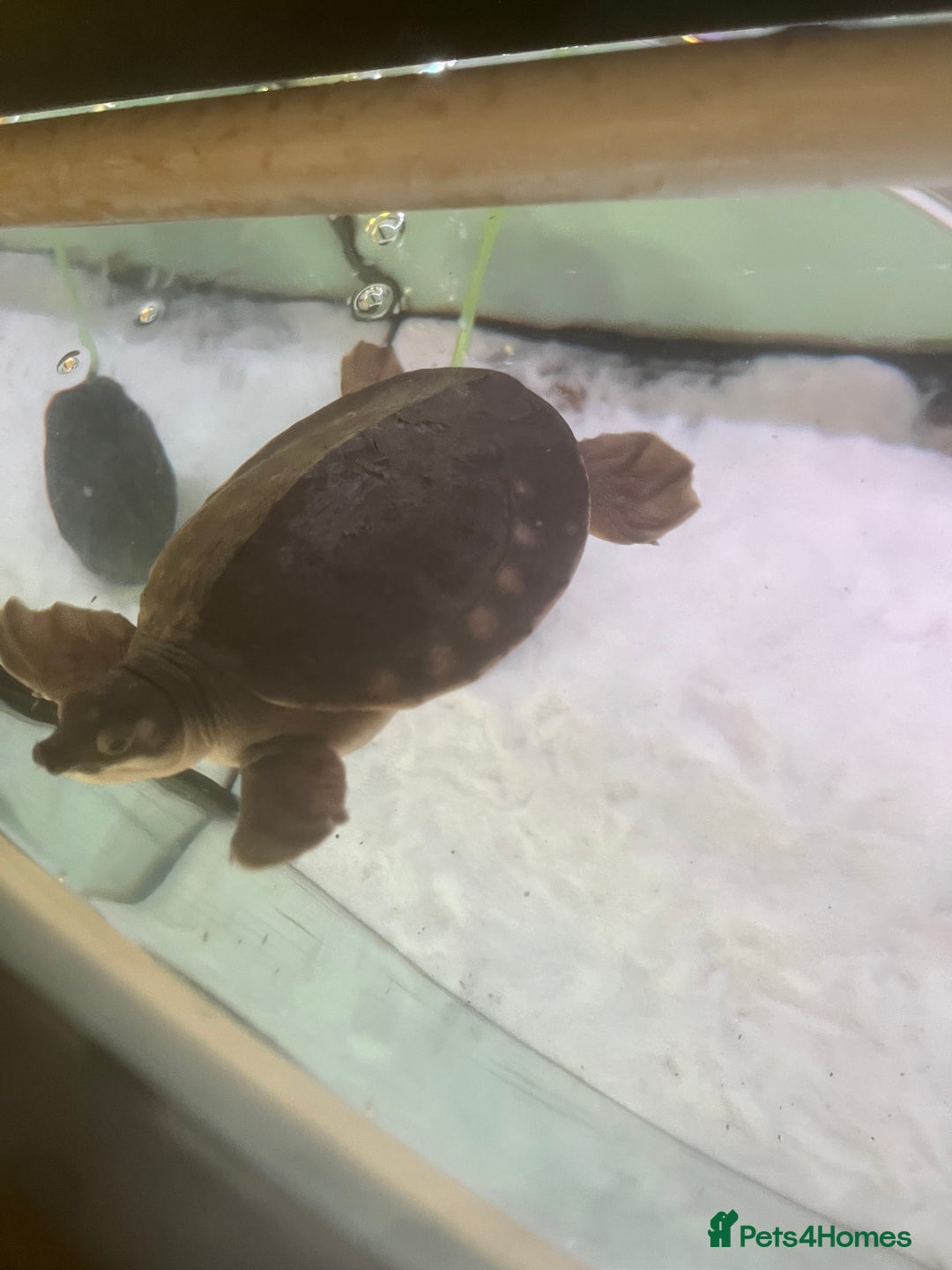 Turtle reptiles for sale: Fly river turtle need gone moving out - Image 3