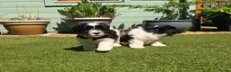 Lhasapoo dogs for sale: Stunning Lhasapoo Puppies. READY NOW! - Advert 20