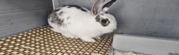 Mini Lop rabbits for sale: Two Female Bunnies Looking for a Loving New Home in Aylesbury - Advert 5