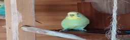 Budgerigars birds for sale: FREE TO KNOWLEDGE HOME 5 VARIOUS COLOURED BUDGIES in Scarborough - Advert 2