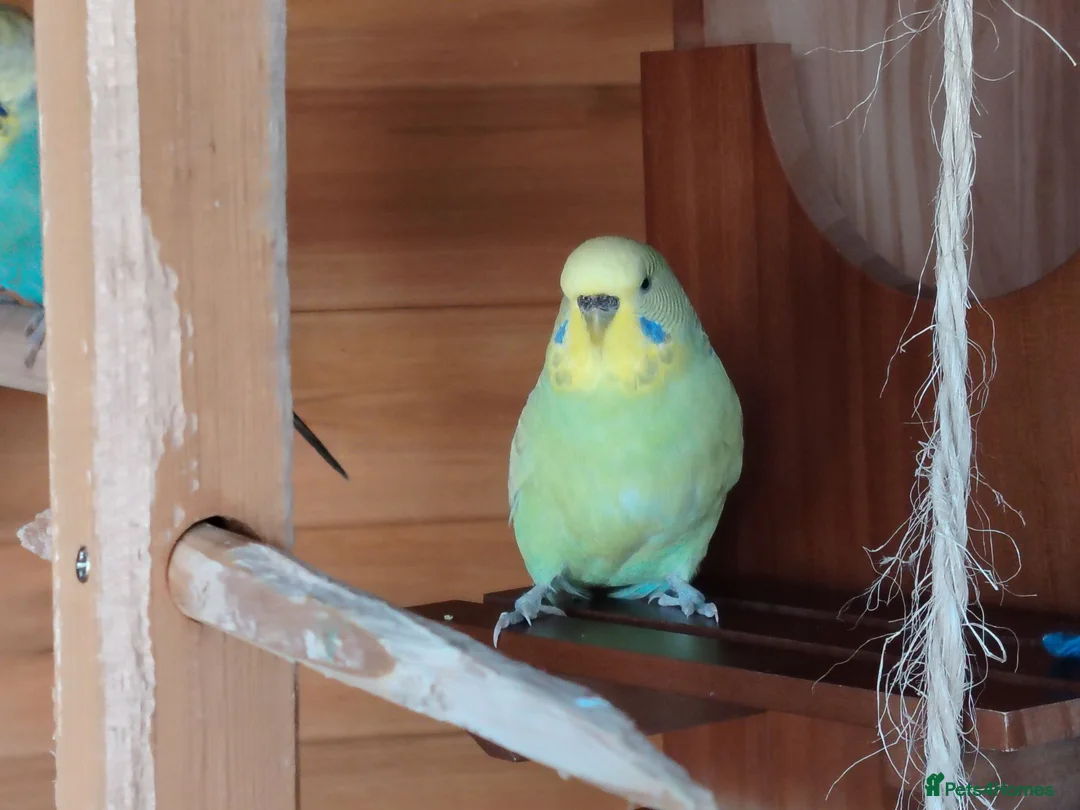Budgerigars birds for sale: FREE TO KNOWLEDGE HOME 5 VARIOUS COLOURED BUDGIES in Scarborough - Advert 2