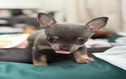 Chihuahua dogs for sale: Lilac Chihuahua (small) - Image 6