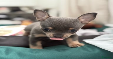 Chihuahua dogs - Advert 7