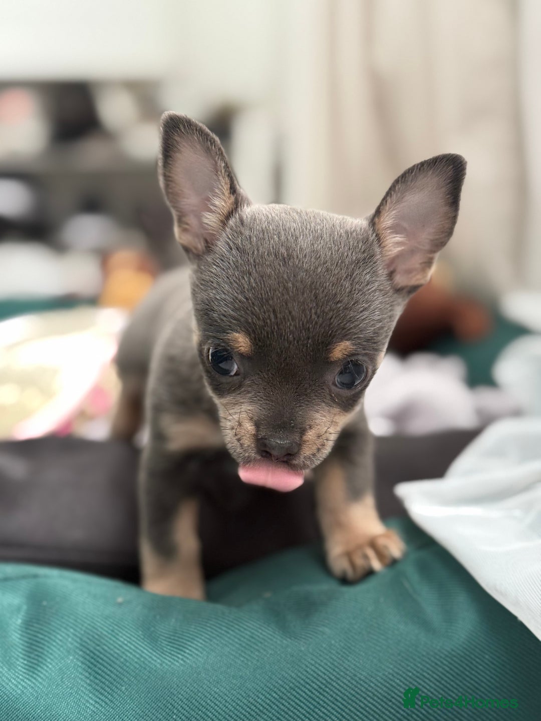 Chihuahua dogs for sale: Lilac Chihuahua (small) - Image 6
