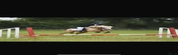 Welsh Section B horses for sale: Fun and forward PC show jumping pony - Advert 4