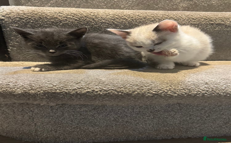 Mixed Breed cats - Advert 4