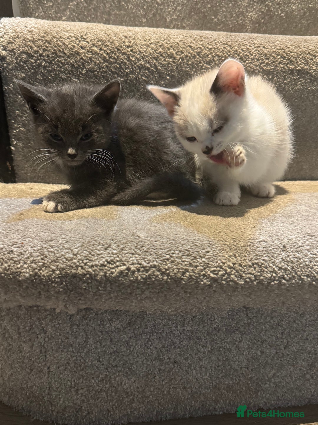 Mixed Breed cats for sale: Kittens for sale  - Image 1