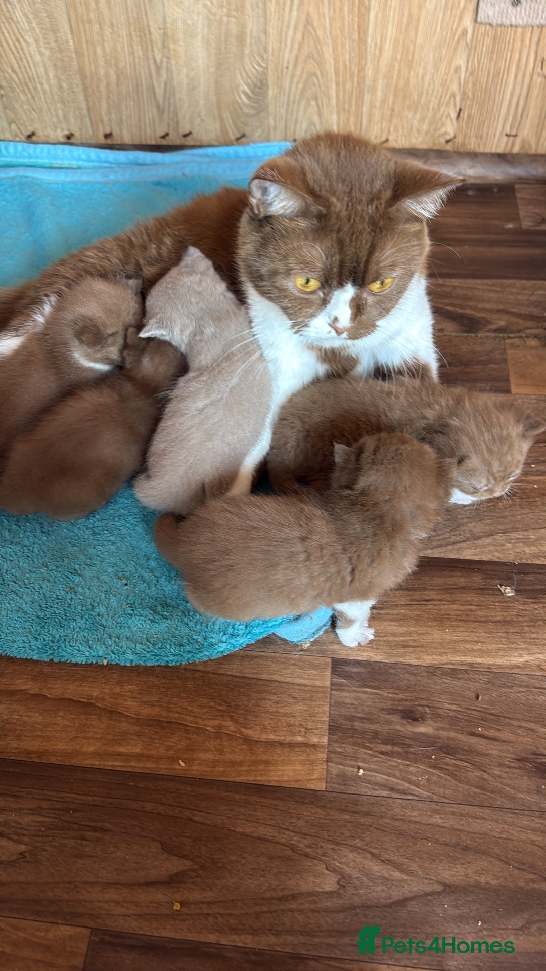British Shorthair cats for sale: BSH kittens parents gccf - Image 3