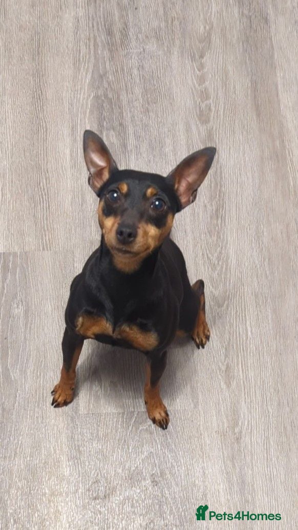 Miniature Pinscher dogs 5 year old female spayed Miniature Pinscher - Advert 1