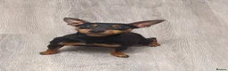 Miniature Pinscher dogs for sale: 5 year old female spayed Miniature Pinscher - Advert 1