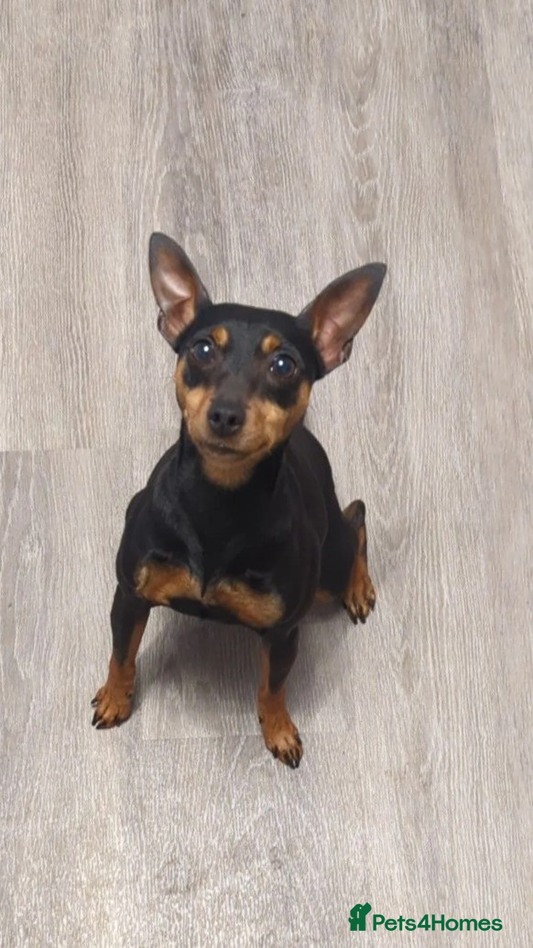 Miniature Pinscher dogs for sale: 5 year old female spayed Miniature Pinscher - Advert 1