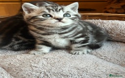 British Shorthair cats for sale: Silver Tabby also Brown Spotted Kittens - Image 13