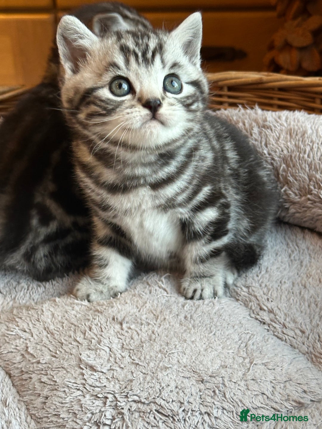 British Shorthair cats for sale: Silver Tabby also Brown Spotted Kittens - Image 13