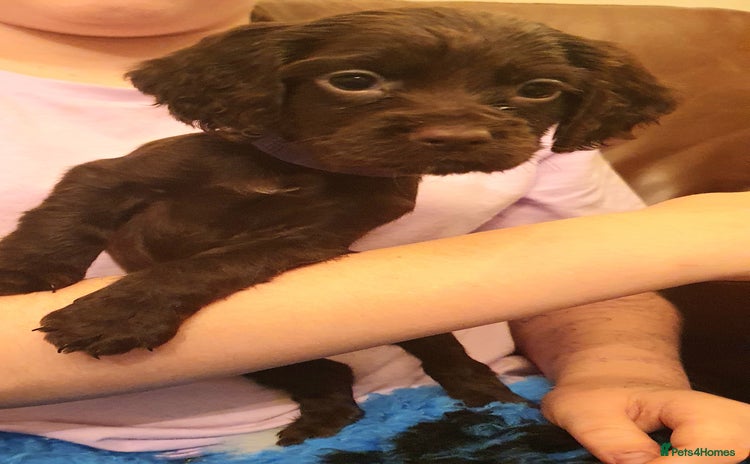 Cocker Spaniel dogs Cocker Spaniel Pups - Advert 15