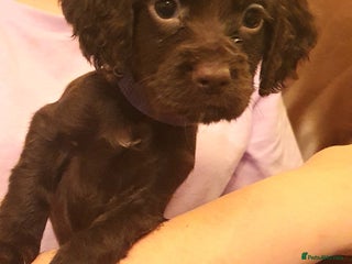 Cocker Spaniel dogs READY FRIDAY Working Cocker Spaniel Pups - Advert 17