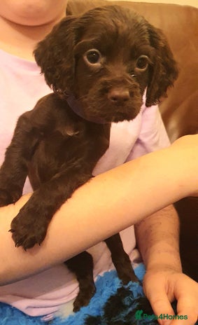 Cocker Spaniel dogs Cocker Spaniel Pups - Advert 15