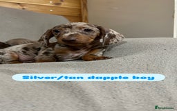 Miniature Dachshund dogs for sale: Stunning pure miniature dachshunds - Image 26