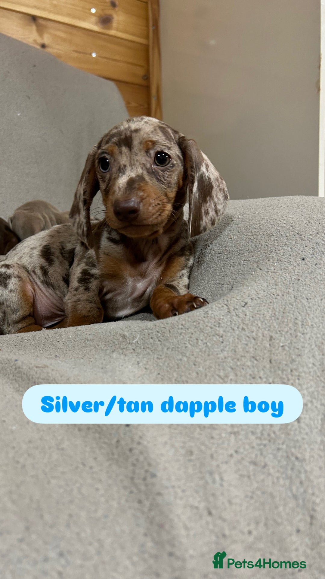 Miniature Dachshund dogs for sale: Stunning pure miniature dachshunds - Image 26