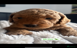 Mini Goldendoodle dogs for sale: Absolutely stunning Mini Goldendoodle puppies 🐾 - Image 5