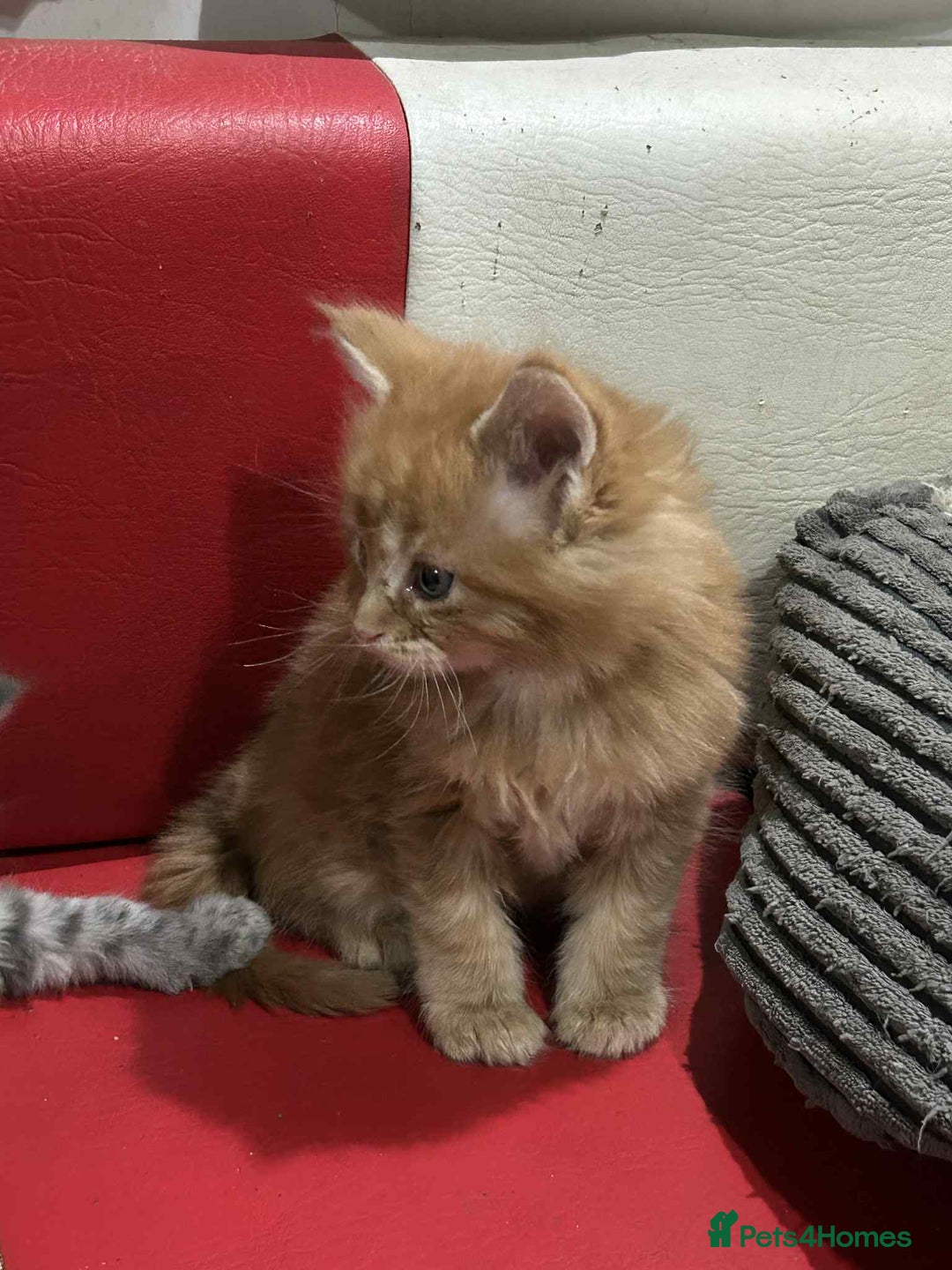 Maine Coon cats for sale: Maine coon kittens  - Advert 6
