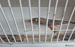 Finches birds for sale: ZEBRA FINCHES FOR SALE - Image 2